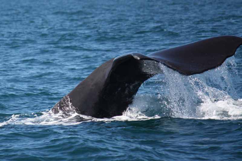 Nieuw-Zeeland 2011 - 1245